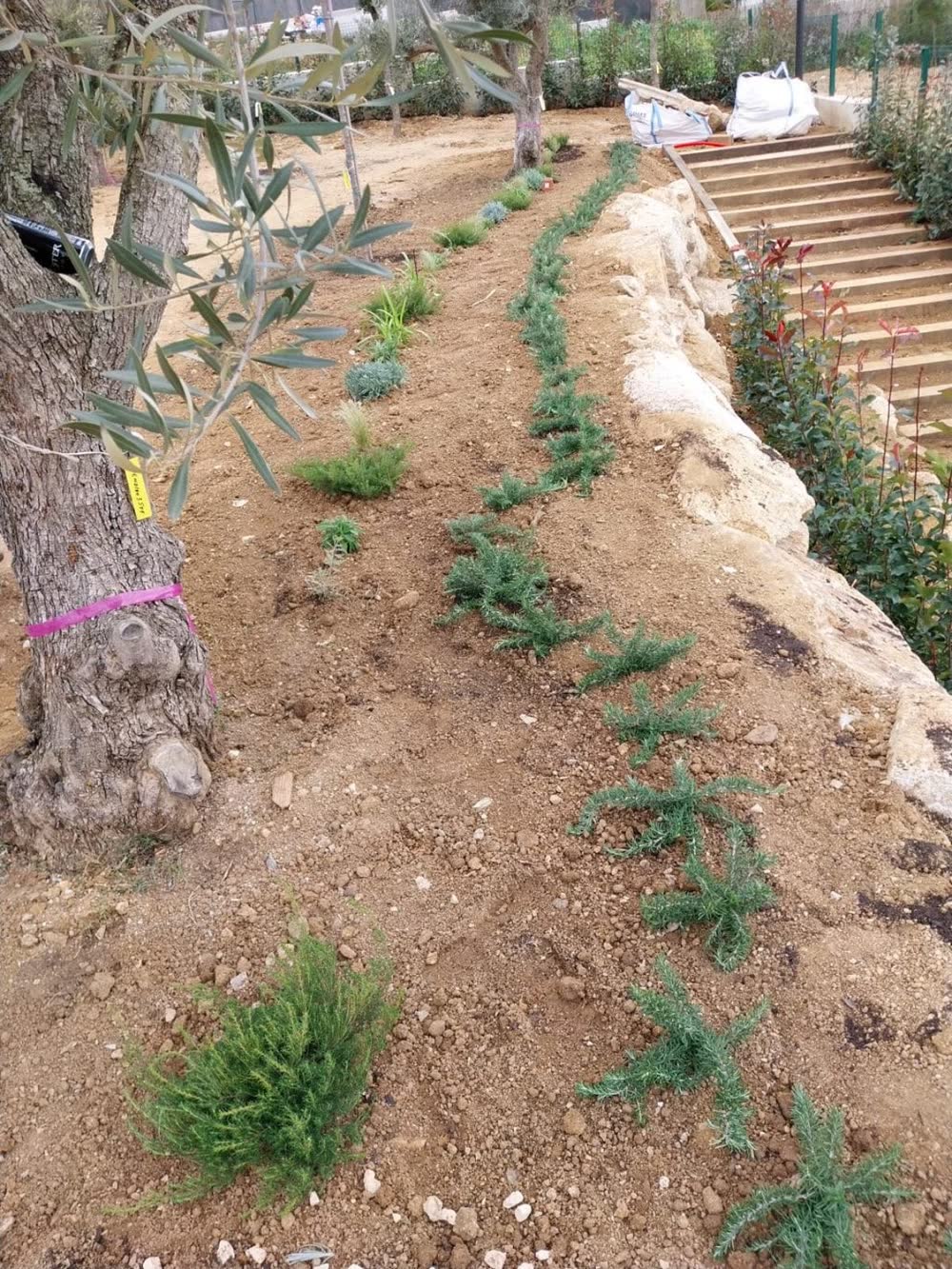 Plantación de árboles, arbustos y flores en la Costa Brava — detalle del trabajo