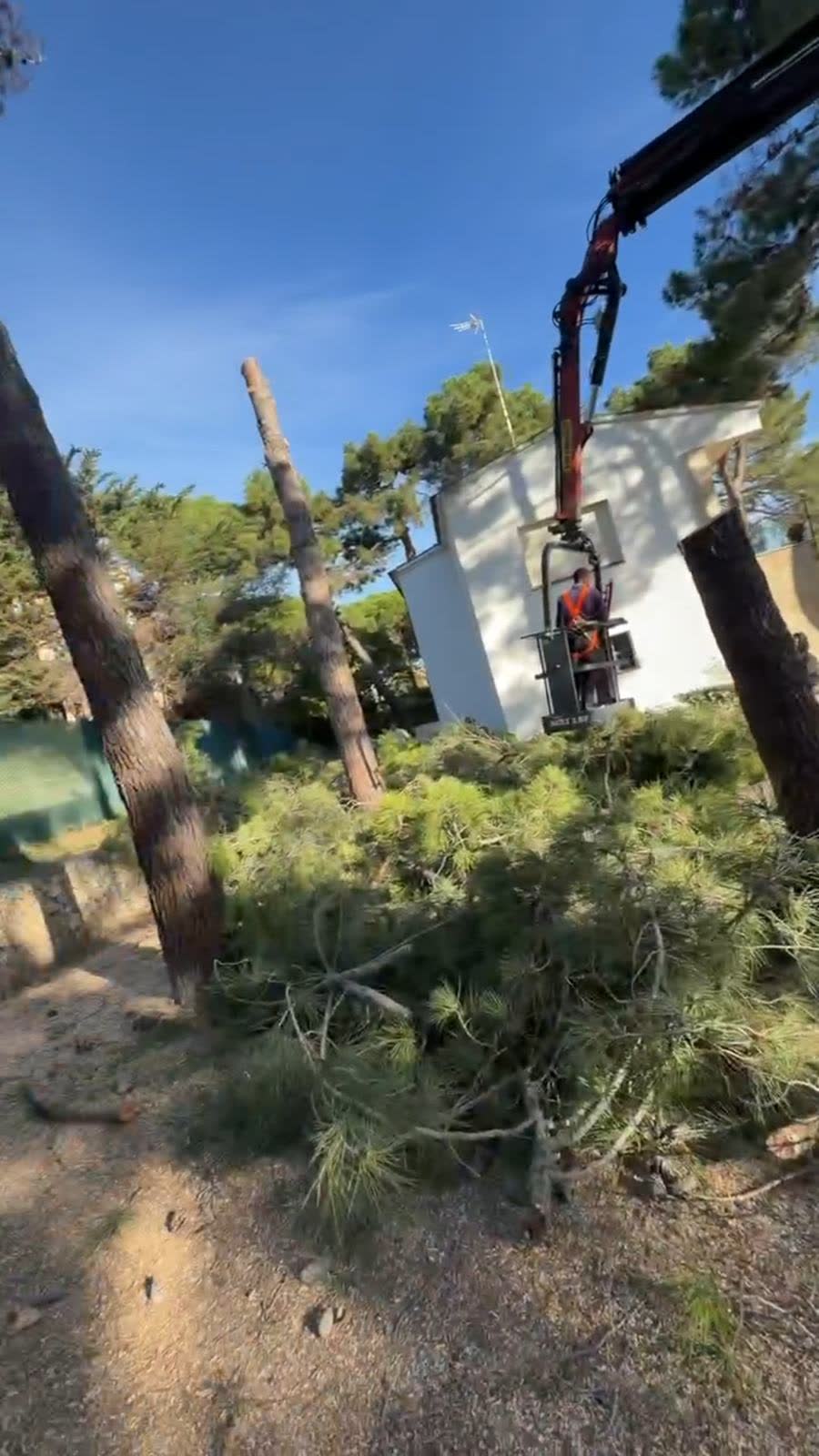 Poda de árboles en toda la Costa Brava — trabajo real de Jardinería Vida Verde