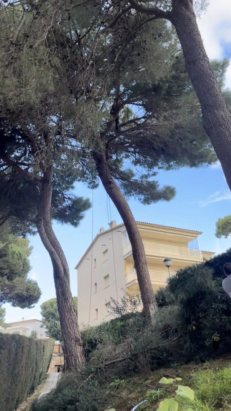 Pinos y zona ajardinada
